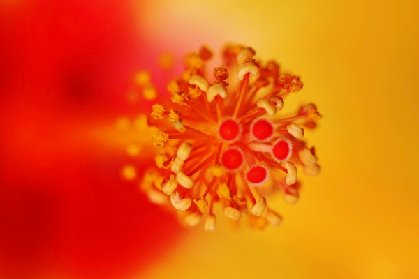 Hibiscus Heart by Deb Oppermann